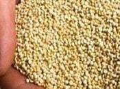 Quinoa, propiedades, cultivo recetas para cocinarla