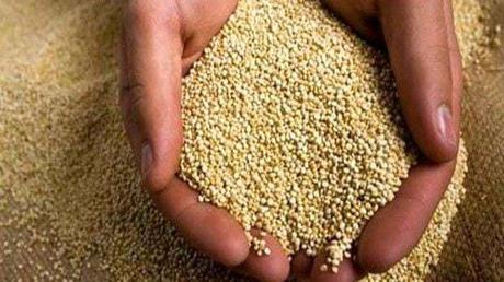 Quinoa, propiedades, cultivo y recetas para cocinarla que es la quinoa