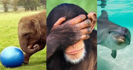 ¿Cuáles son los animales con más memoria?