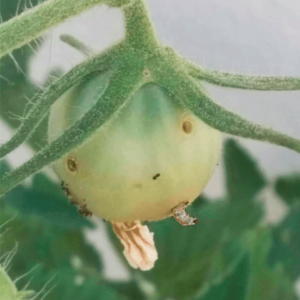 El mejor tratamiento para combatir la tuta absoluta El mejor tratamiento para combatir la tuta absoluta