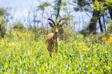 Visiting-Eswatini-Miliwane-1-1024x683 ▷ Visitar Eswatini: por qué este pequeño país me asombró por completo