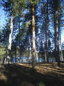 Las cosas bien hechas (en la Sierra Norte de Guadalajara)