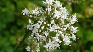 Valeriana, Qué es, Para que sirve y Contraindicaciones Valeriana, Qué es, Para que sirve y Contraindicaciones