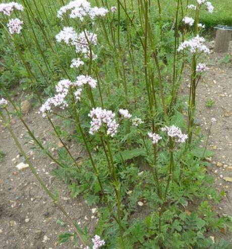 Valeriana, Qué es, Para que sirve y Contraindicaciones Valeriana, Qué es, Para que sirve y Contraindicaciones