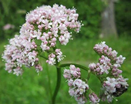Valeriana, Qué es, Para que sirve y Contraindicaciones Propiedades beneficios valeriana