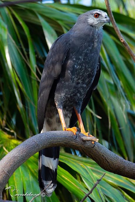 Gavilán Patas Largas ( Crane Hawk ) Geranospiza caerulescens (Vieillot, 1817) Gavilán Patas Largas ( Crane Hawk ) Geranospiza caerulescens (Vieillot, 1817)