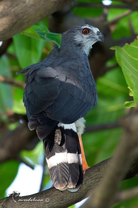 Gavilán Patas Largas ( Crane Hawk ) Geranospiza caerulescens (Vieillot, 1817)