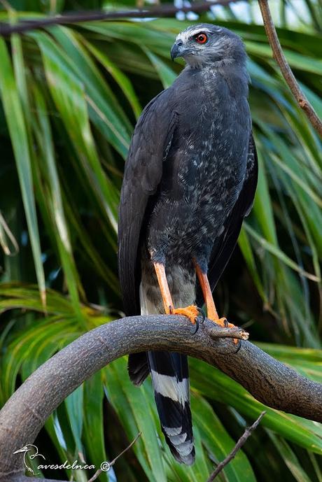 Gavilán Patas Largas ( Crane Hawk ) Geranospiza caerulescens (Vieillot, 1817)