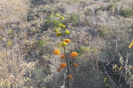 EL Maguey, a propósito de los suelos de Neiba. EL Maguey, a propósito de los suelos de Neiba.