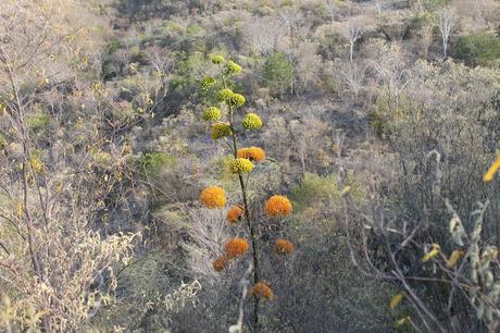 EL Maguey, a propósito de los suelos de Neiba.