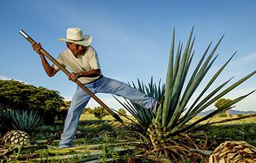 Maguey: un agave que nos provee diversos productos agroalimentarios nativos