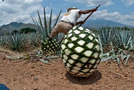 EL Maguey, a propósito de los suelos de Neiba. /cms/uploads/image/file/288556/agave2.jpg