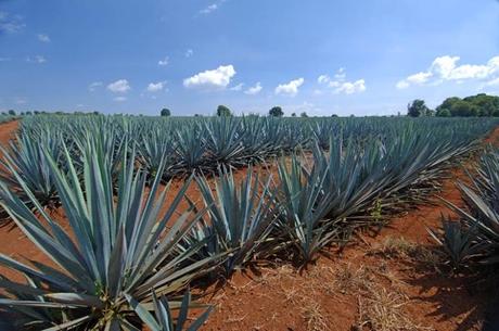 EL Maguey, a propósito de los suelos de Neiba. /cms/uploads/image/file/288557/agave3.jpg