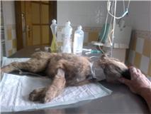 AYUDA URGENTE PARA SARA,LA HEMOS ENCONTRADO TIRADA EN UN BARRANCO EN MUY MAL ESTADO? JAÉN