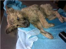 AYUDA URGENTE PARA SARA,LA HEMOS ENCONTRADO TIRADA EN UN BARRANCO EN MUY MAL ESTADO? JAÉN