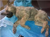 AYUDA URGENTE PARA SARA,LA HEMOS ENCONTRADO TIRADA EN UN BARRANCO EN MUY MAL ESTADO? JAÉN