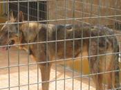 (Malaga) PERRERA PARAISO MALAGA hembra peligro.