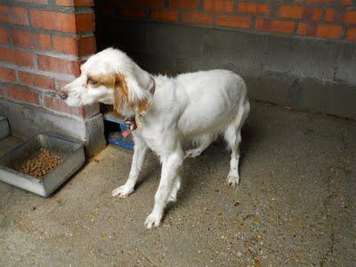 Cruce de Setter Ingles preñada en la perrera y a punto de parir.