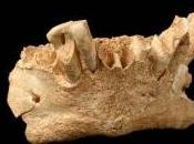 ¿Una especie desconocida homínidos Atapuerca?