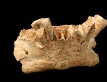¿Una especie desconocida de homínidos en Atapuerca?