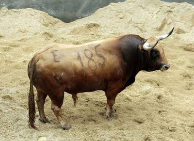 Los cuvillos para mañana