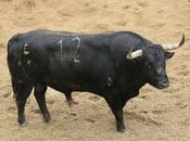 cuvillos para mañana