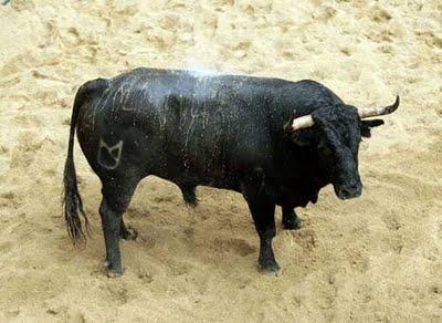 Los cuvillos para mañana