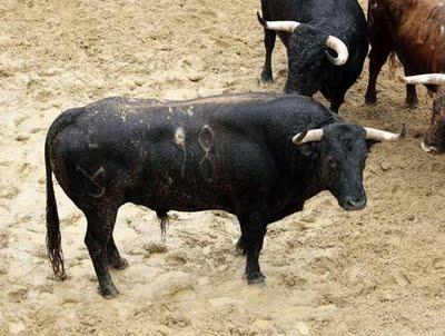 Los cuvillos para mañana