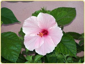 Hibiscus//Rosa china//cucarda