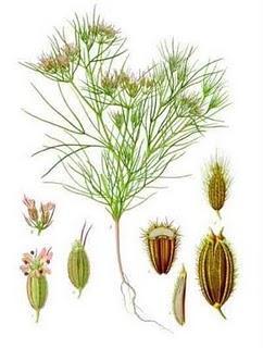 Comino combate la indigestion,flatulencias,diarrea,aumenta la leche materna