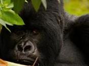Safari Kampala para gorilas