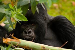 Hay una población de gorilas importante en Kampala