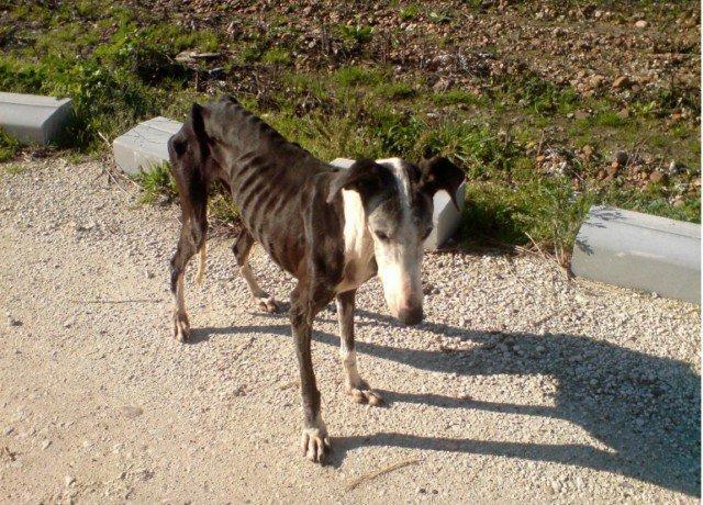 Historias de adoptados. Nata y Alicia