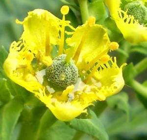 Propiedades de la ruda y el té de ruda