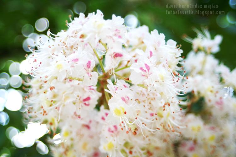 Un primer plano de un racimo de flores blancas en el Parque de El Retiro de Madrid, homenaje a todas las madres
