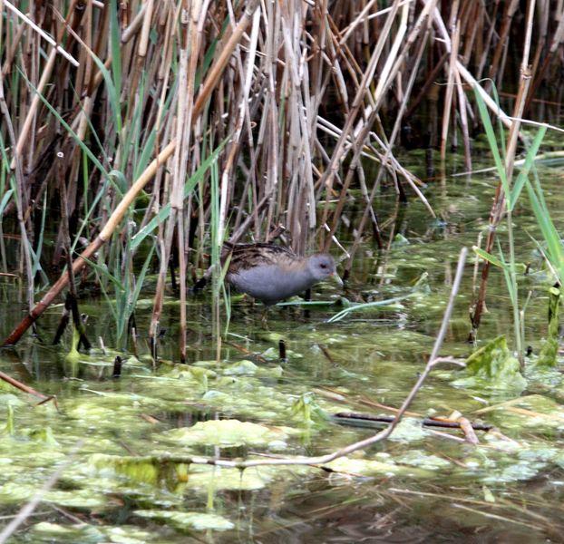 RALLIDAE-FOCHAS,POLLUELAS,CALAMONES Y GALLINETAS