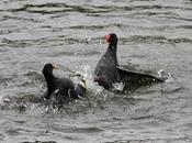 Rallidae-fochas,polluelas,calamones gallinetas