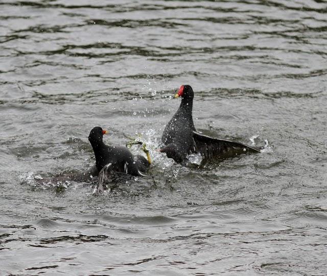 RALLIDAE-FOCHAS,POLLUELAS,CALAMONES Y GALLINETAS