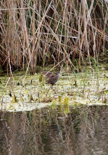RALLIDAE-FOCHAS,POLLUELAS,CALAMONES Y GALLINETAS