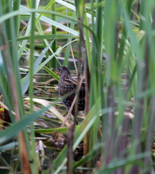 RALLIDAE-FOCHAS,POLLUELAS,CALAMONES Y GALLINETAS