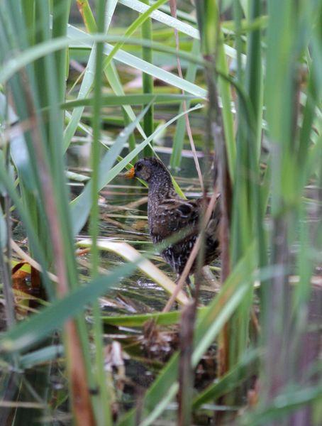RALLIDAE-FOCHAS,POLLUELAS,CALAMONES Y GALLINETAS
