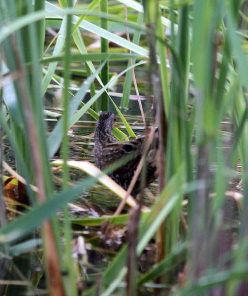 RALLIDAE-FOCHAS,POLLUELAS,CALAMONES Y GALLINETAS