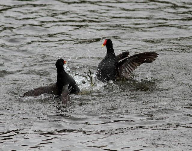 RALLIDAE-FOCHAS,POLLUELAS,CALAMONES Y GALLINETAS