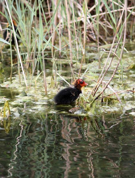 RALLIDAE-FOCHAS,POLLUELAS,CALAMONES Y GALLINETAS