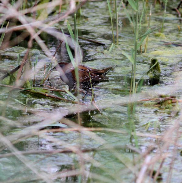 RALLIDAE-FOCHAS,POLLUELAS,CALAMONES Y GALLINETAS