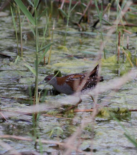 RALLIDAE-FOCHAS,POLLUELAS,CALAMONES Y GALLINETAS