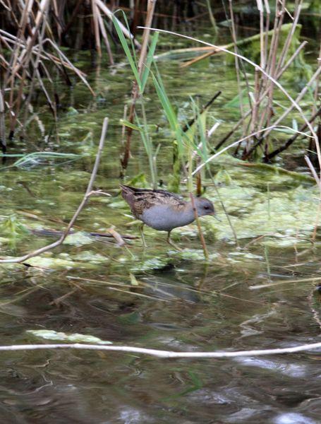 RALLIDAE-FOCHAS,POLLUELAS,CALAMONES Y GALLINETAS