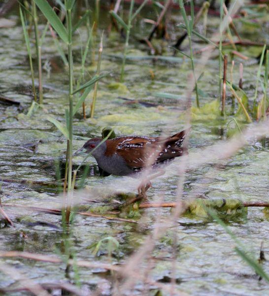 RALLIDAE-FOCHAS,POLLUELAS,CALAMONES Y GALLINETAS