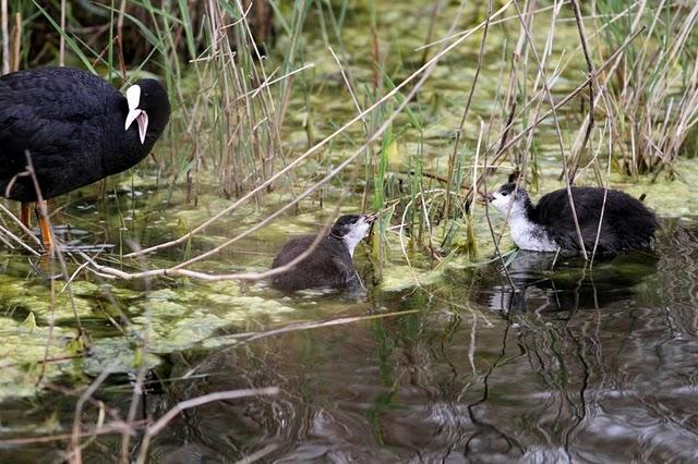 RALLIDAE-FOCHAS,POLLUELAS,CALAMONES Y GALLINETAS