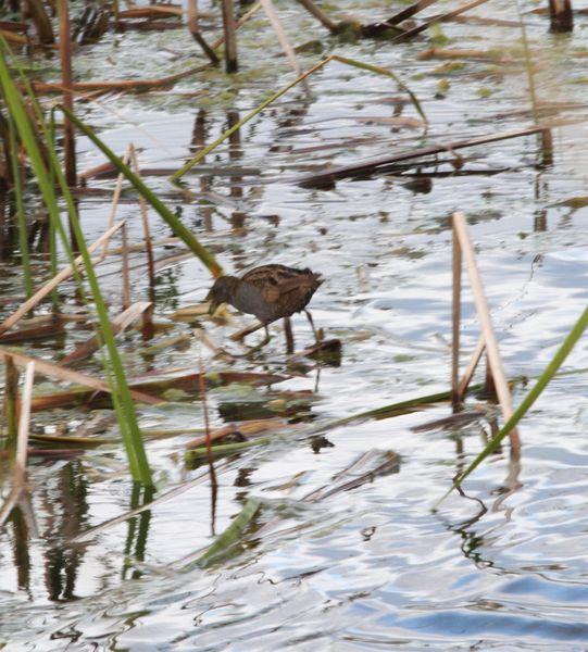 RALLIDAE-FOCHAS,POLLUELAS,CALAMONES Y GALLINETAS